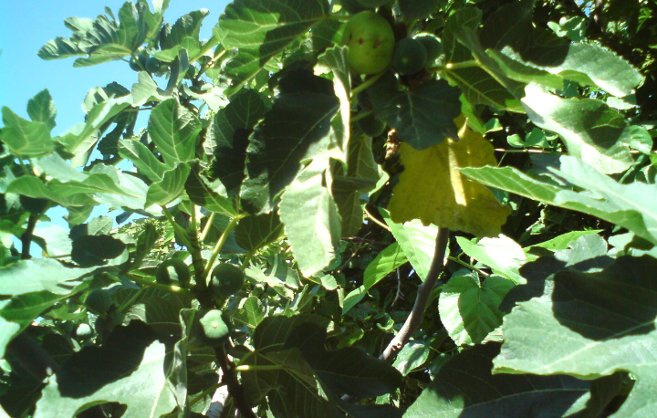 FIG TREE
