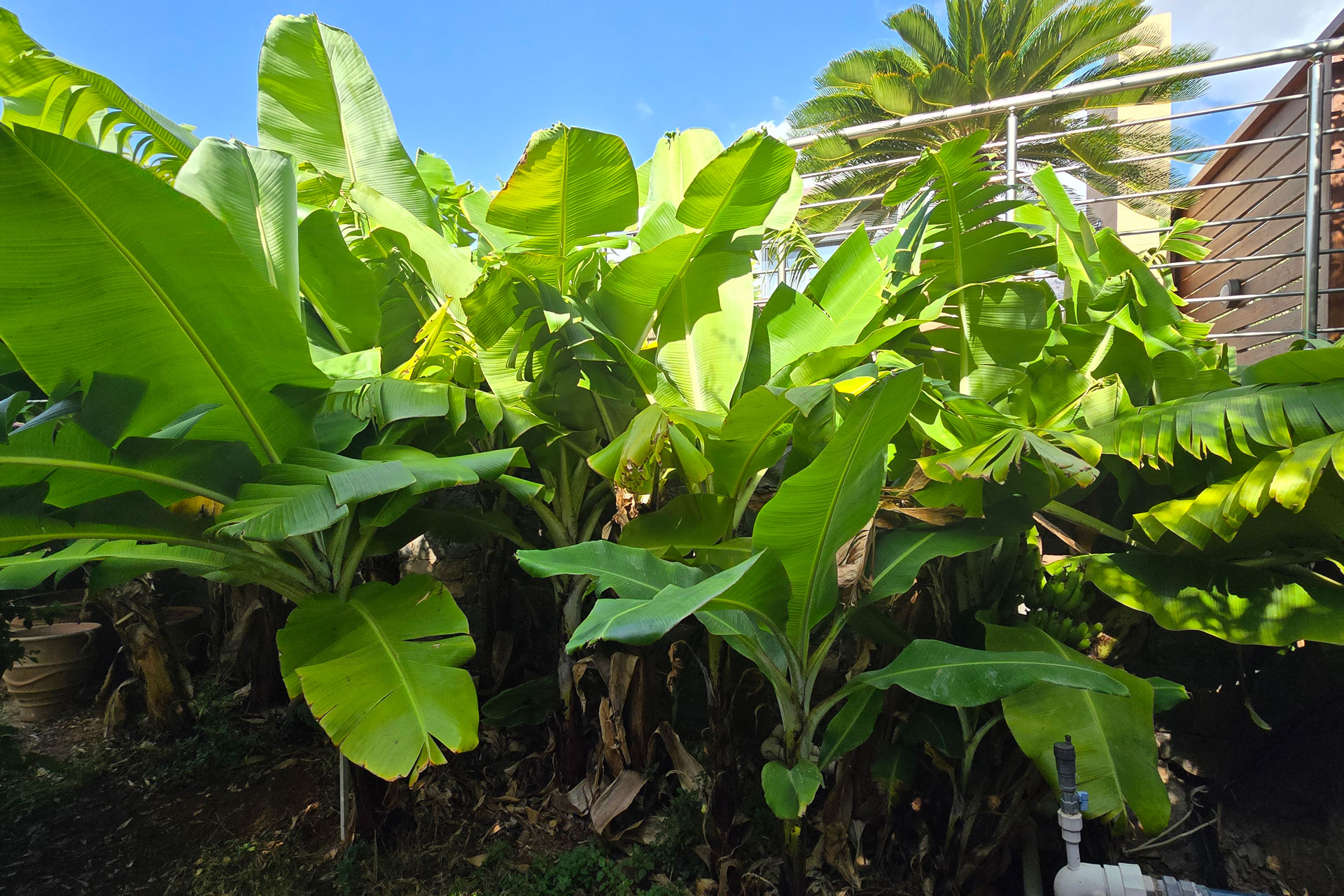 OUR GARDEN